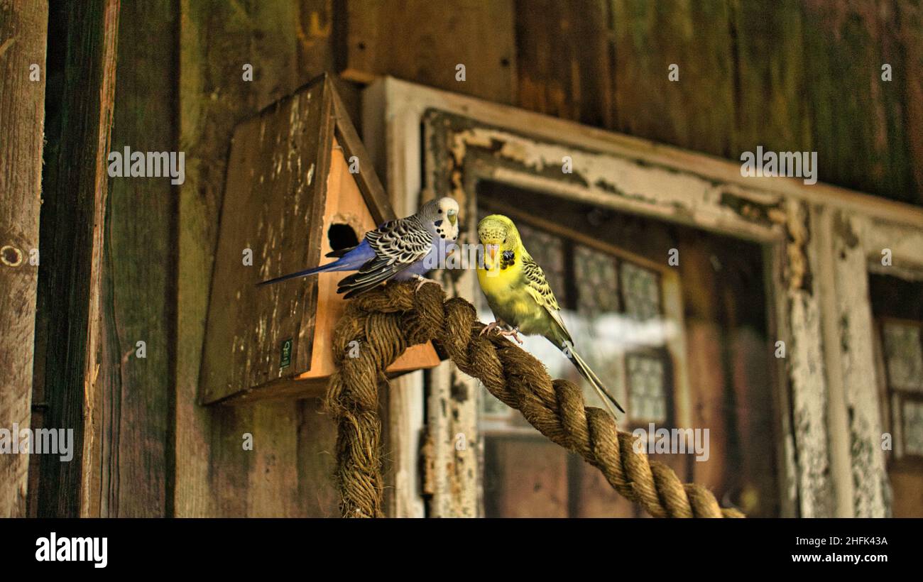 Budgies in dekorativer Umgebung spielen, essen und kuscheln. Sittiche in kräftigen Farben. Die kleinen Vögel sind sehr anhänglich und neugierig. Stockfoto