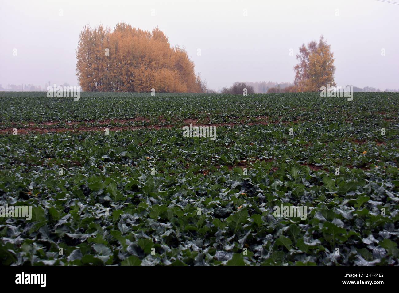 Junge tauige Rapssämlinge im Herbst Stockfoto