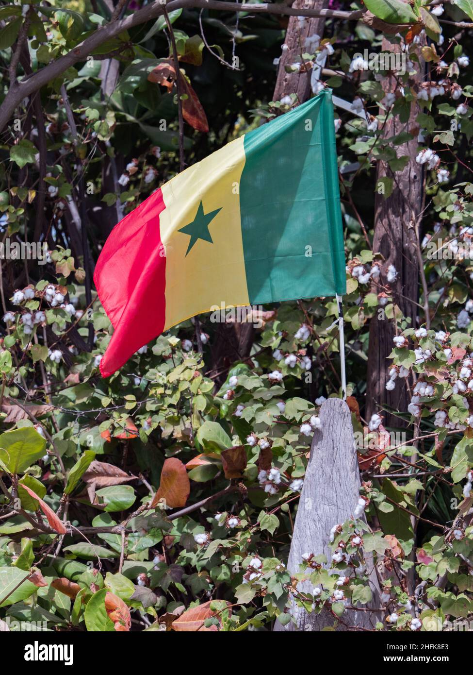 Die Flagge Senegals ist eine Trikolore, die aus drei vertikalen grünen, gelben und roten Bändern besteht, die mit einem fünfzackigen grünen Stern in der Mitte aufgeladen sind., AFR Stockfoto