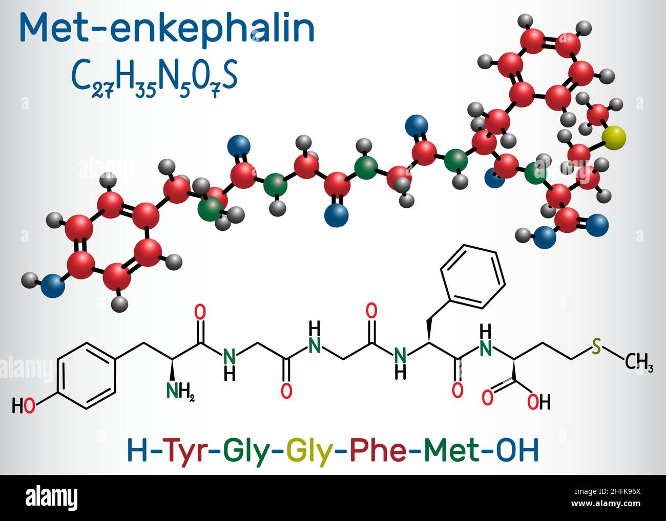 Met-Enkepalin-Molekül. Es handelt sich um endogenes Opioid-Peptid. Strukturelle chemische Formel und Molekülmodell Stock Vektor