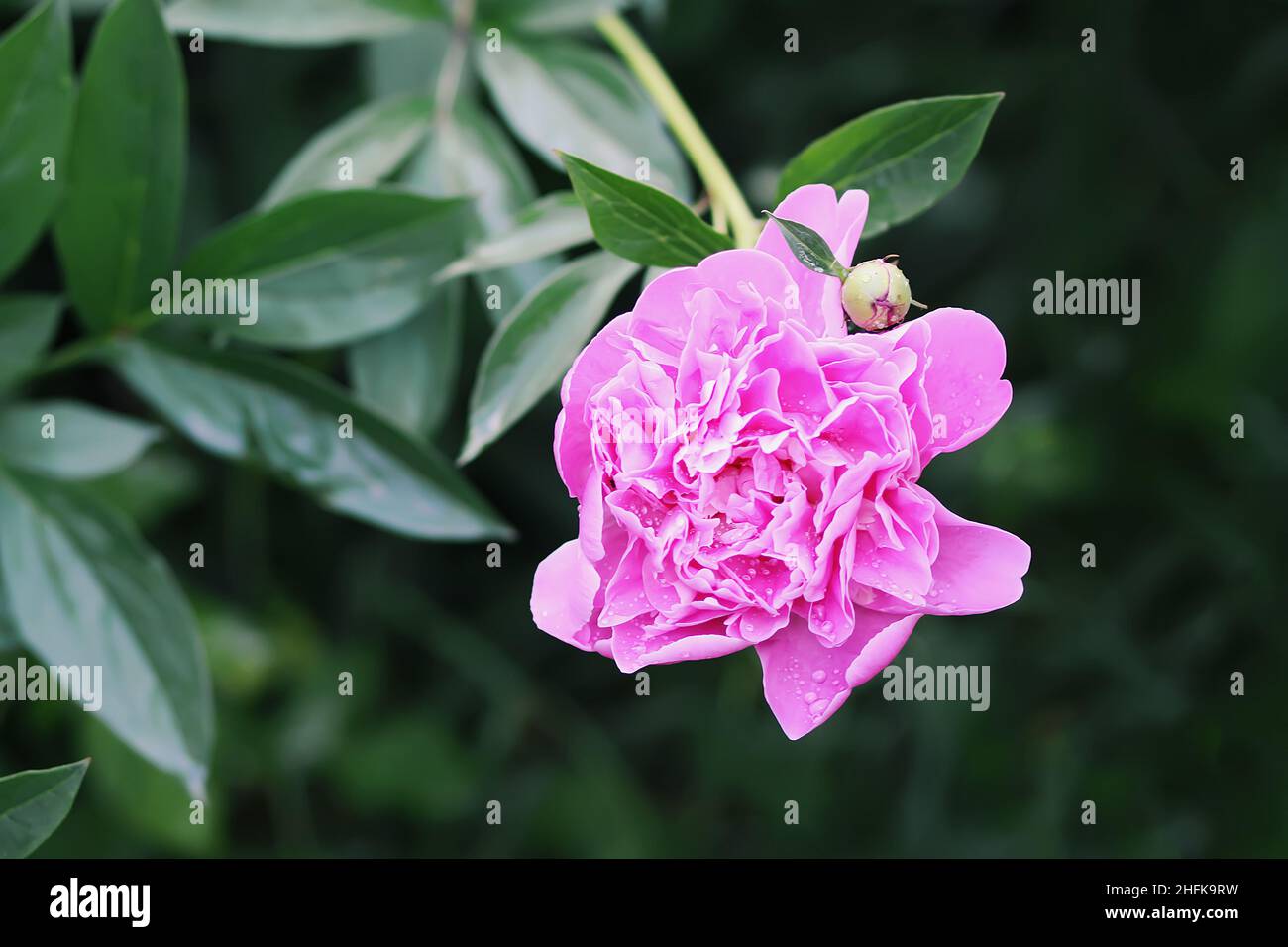 Rosa Pfingstrose duftende schöne Blumen blühen im Sommergarten. Paeonia krautige mehrjährige Zierpflanze. Stockfoto