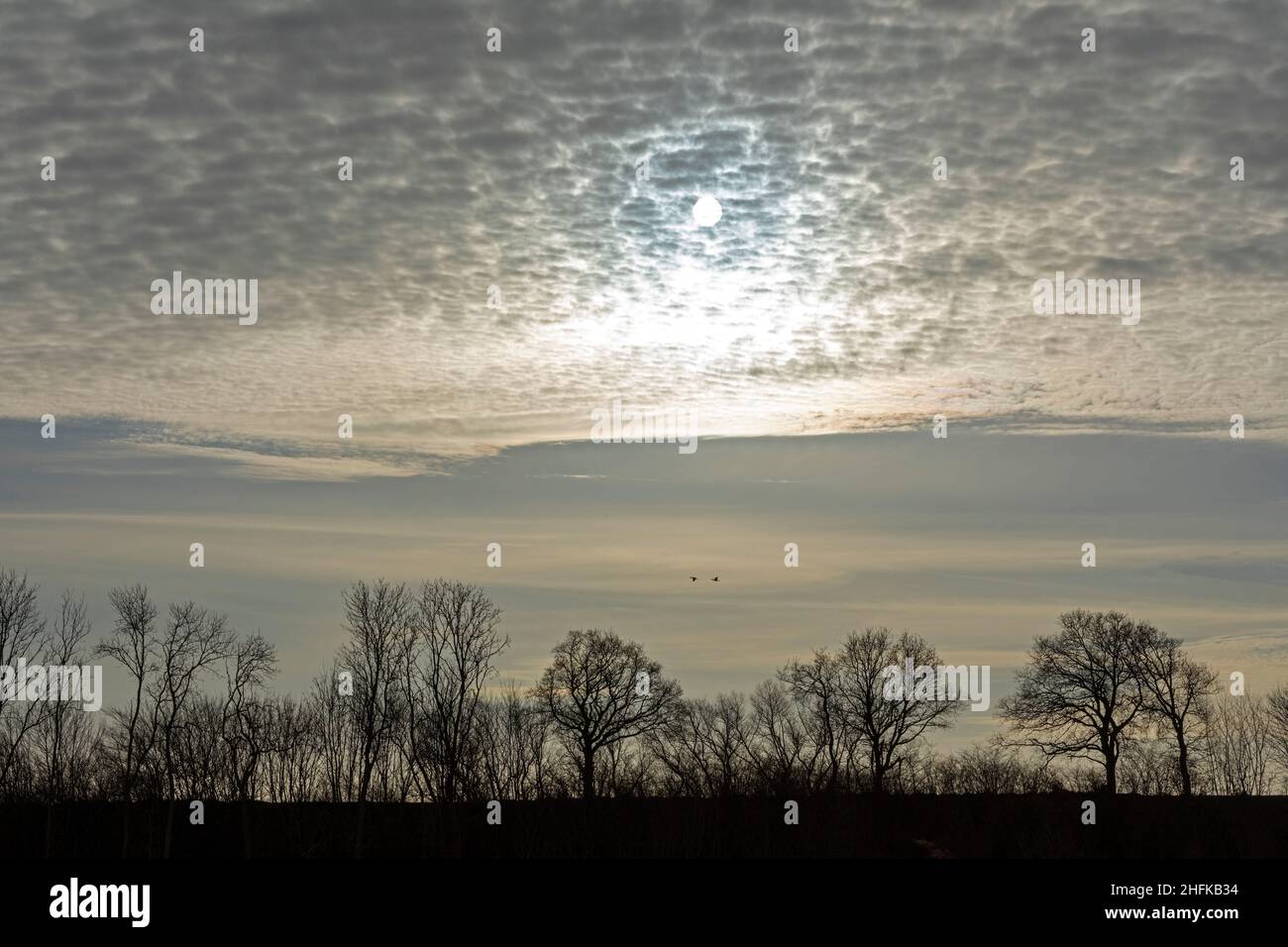 Wolken, Sonne, Rücklicht und winterliche Bäume, Naturschutzgebiet Geltinger Birk, Falshöft, Schleswig-Holstein, Deutschland Stockfoto
