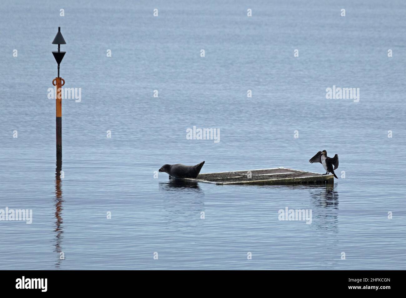 Robbe und Kormoran (Phalacrocorax carbo) zusammen auf einem Floß, Naturschutzgebiet Geltinger Birk, Falshöft, Schleswig-Holstein, Deutschland Stockfoto