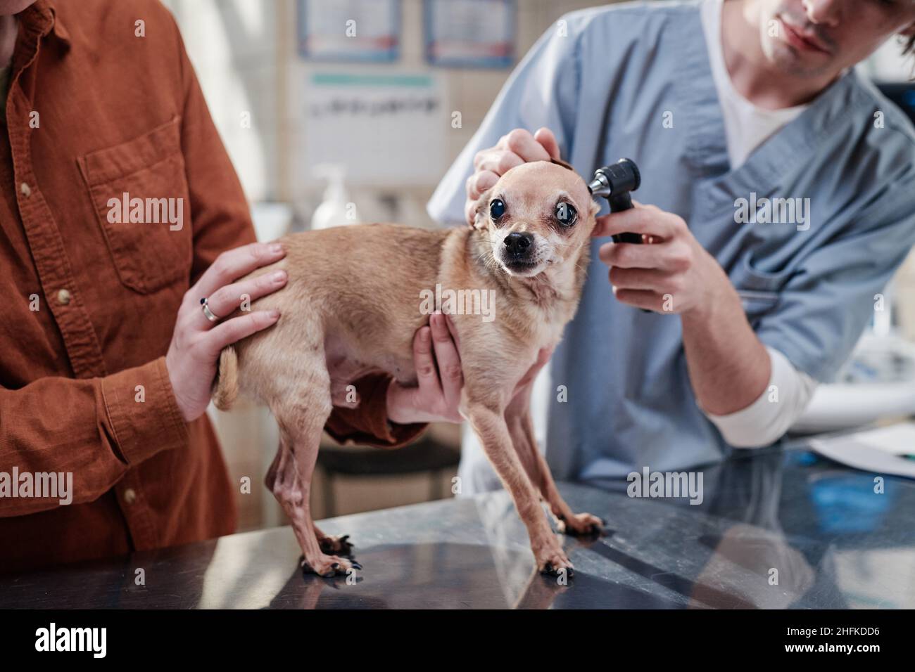 Tierarzt untersucht die Ohren eines kleinen Hundes mit medizinischen Geräten, wobei der Besitzer seine auf dem Tisch in der Tierarztklinik hält Stockfoto