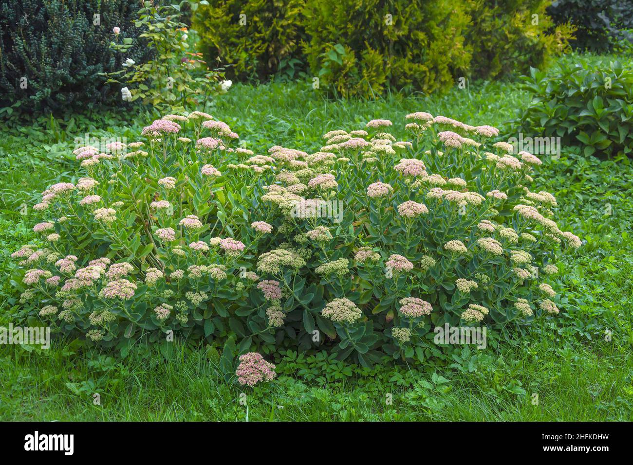 Üppiger Blütenbusch, gewöhnlicher Ochitok, Sedum, während der Blütezeit Stockfoto