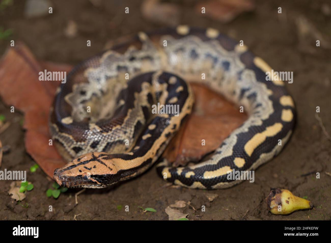 Borneo-Kurzschwanzpythonschlange (Python curtus breitensteini) Stockfoto