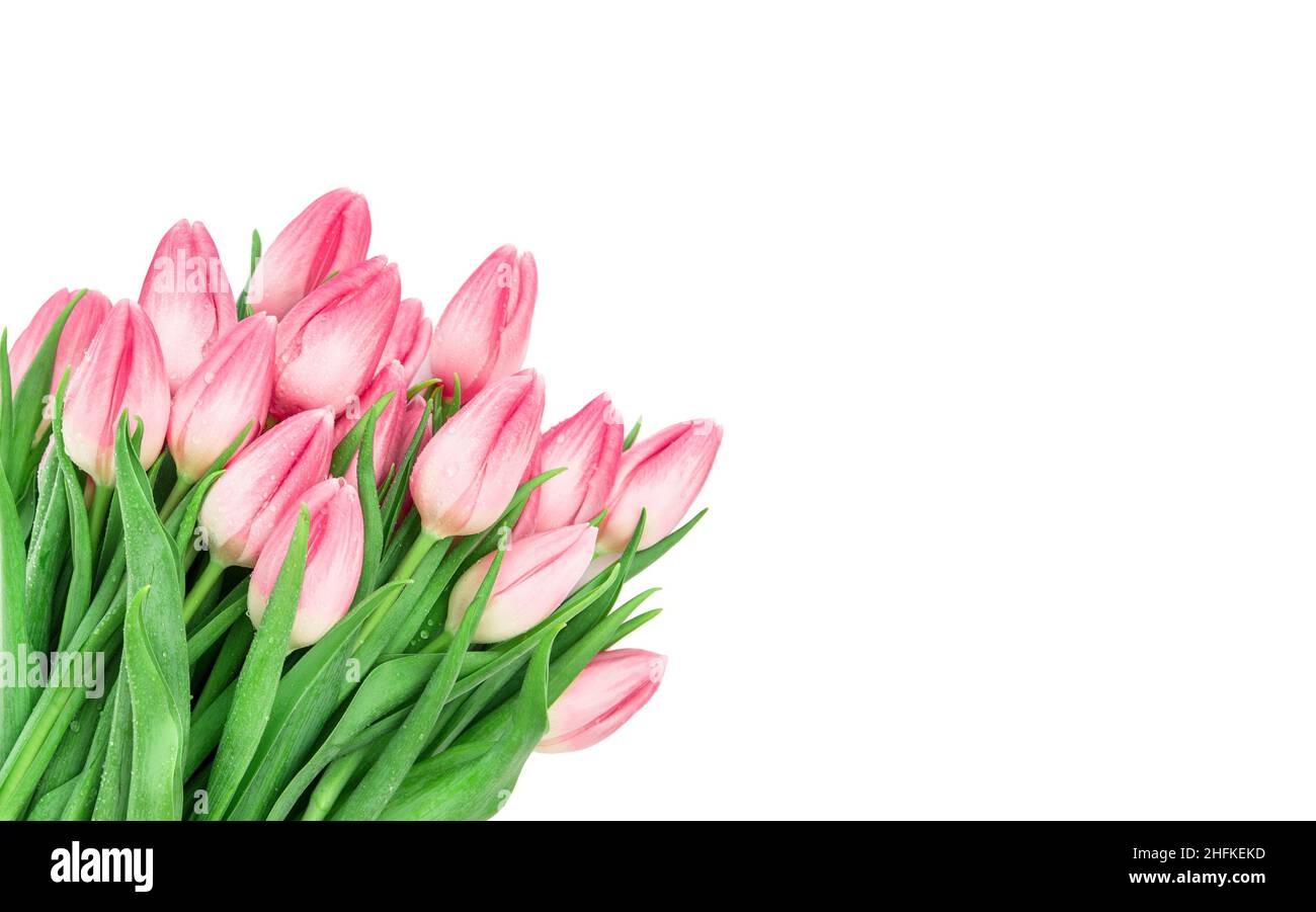 Tulpe blüht mit Wassertropfen. Frisches frühlingsrosafarbenes Bouquet isoliert auf weißem Hintergrund Stockfoto