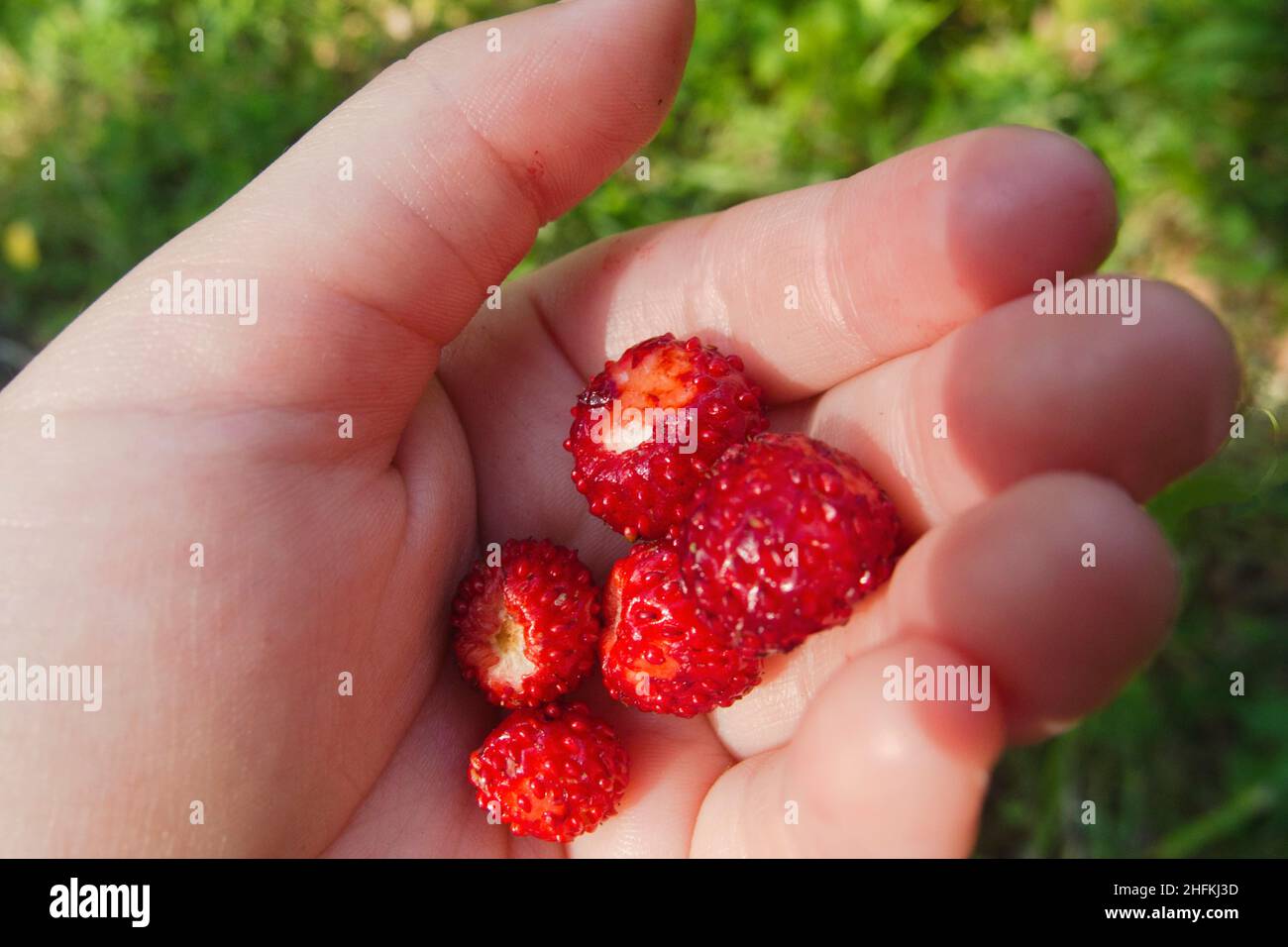Wilde Erdbeeren in der hand Stockfoto