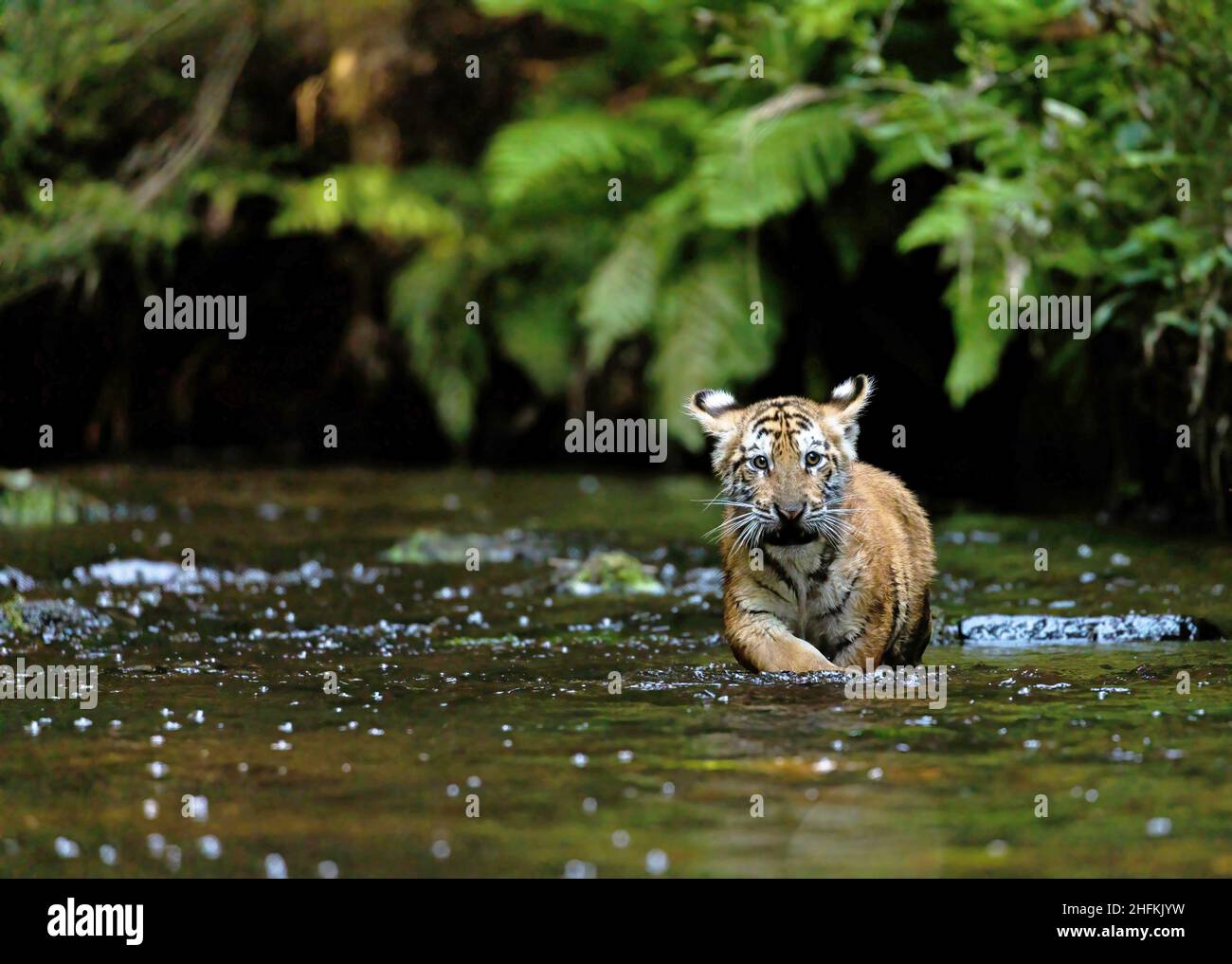 Bengalisches Tigerkub läuft im Flusslauf gegen die Kamera. Horizontal. Stockfoto