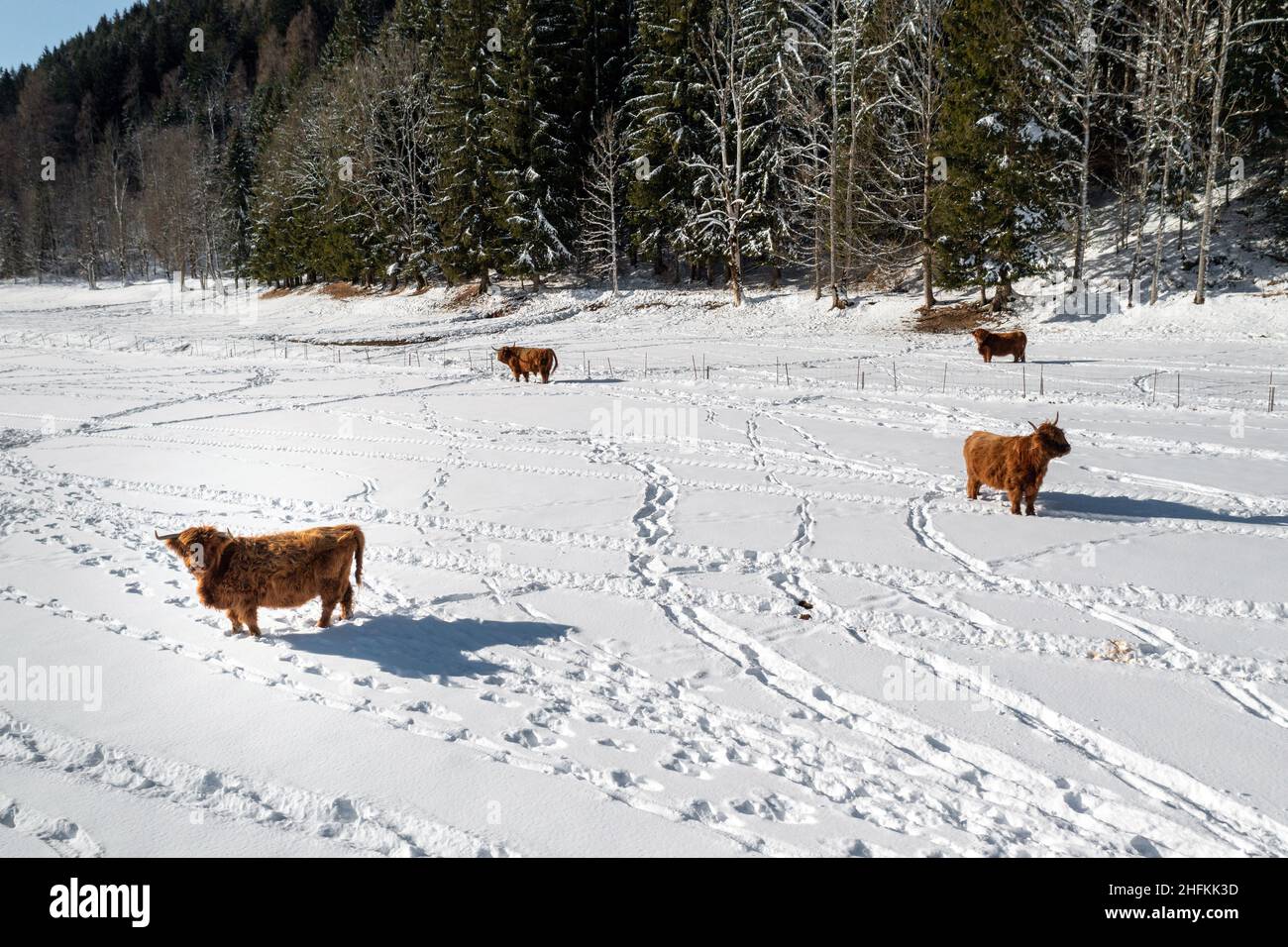 Aberdeen Angus, Hochlandkühe im Winterschnee. Luftaufnahme mit Drohne. Stockfoto