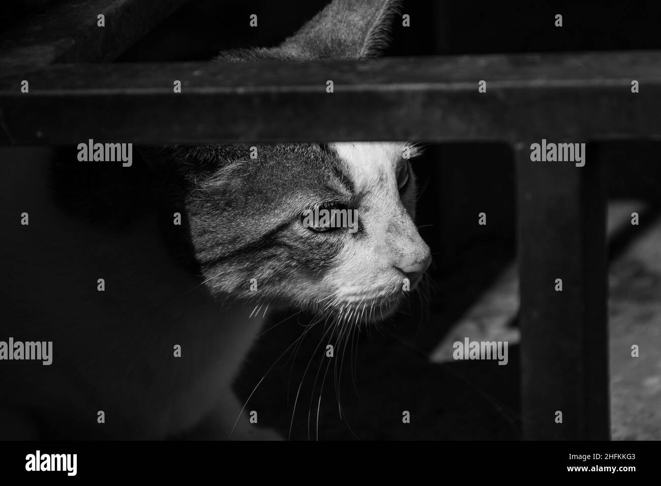 Goiania, Goias, Brasilien – 14. Januar 2022: Nahaufnahme auf dem Gesicht einer niedlichen gestromten Katze, in Schwarz und Weiß. Stockfoto