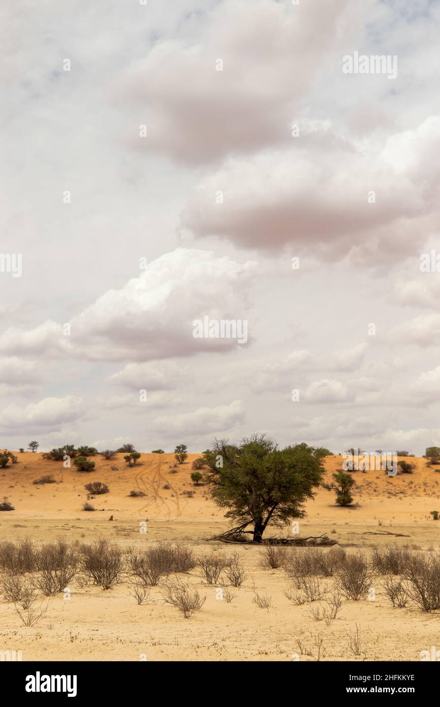 Kgalagadi Landschaft mit Wolkenbildung Stockfoto