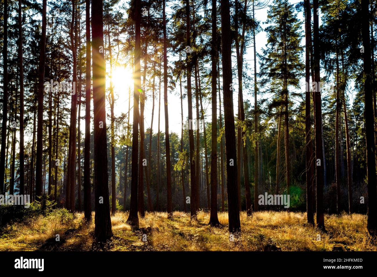 Sonniger Wald mit Kiefer und Fichte. Stockfoto