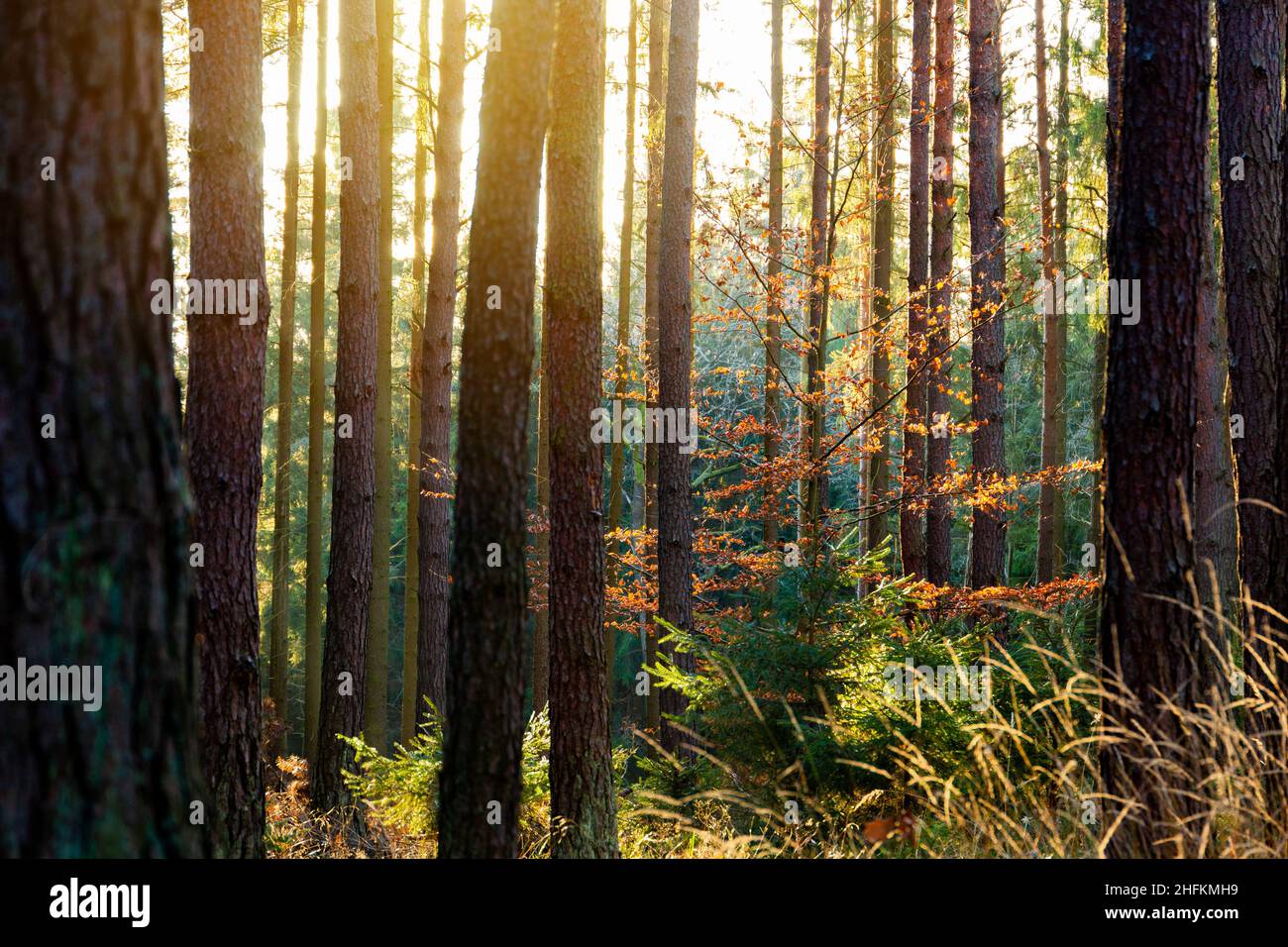 Sonniger Wald mit Kiefer und Fichte. Stockfoto