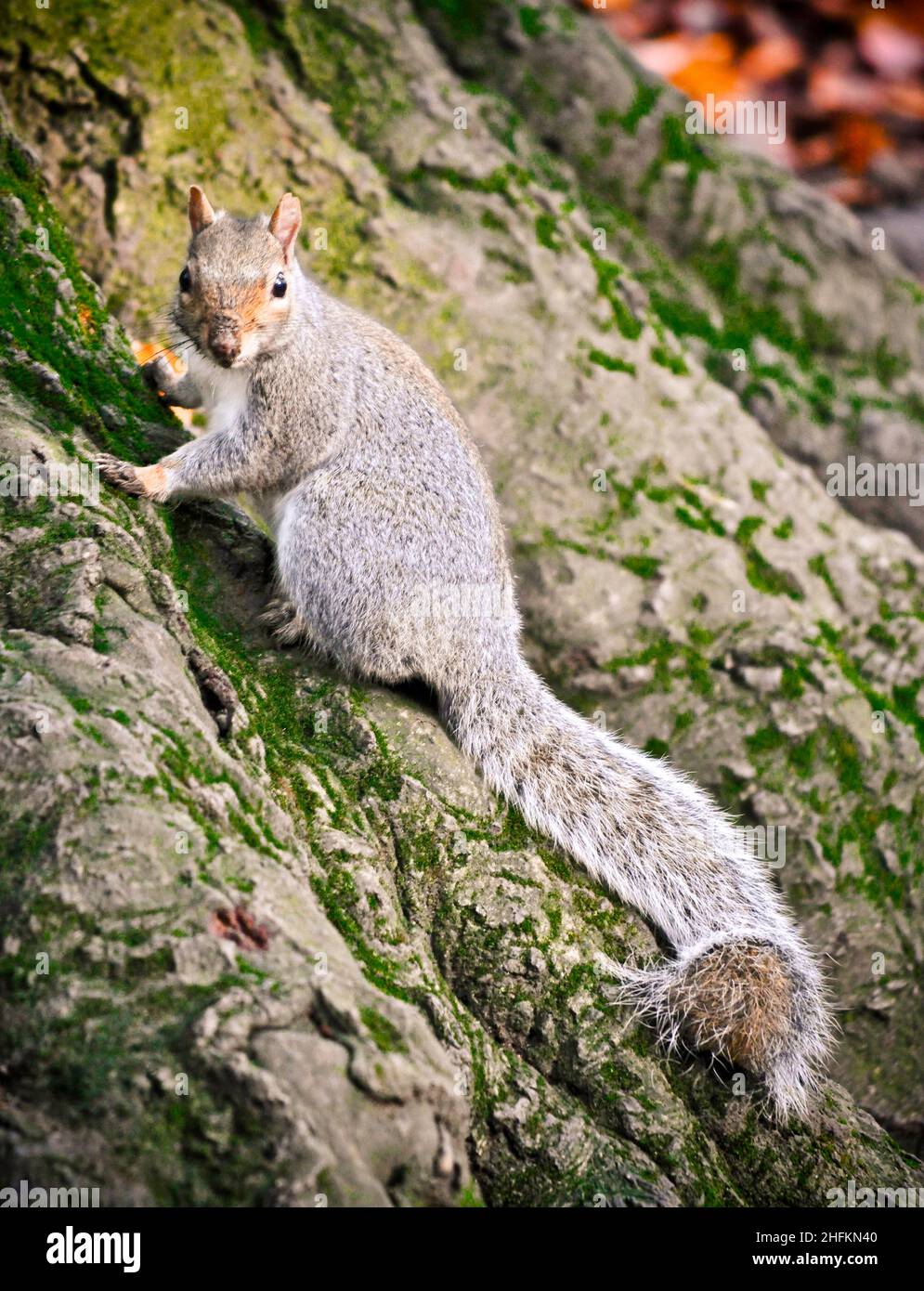 Ein Ostgrauer Eichhörnchen (Sciurus carolinensis), der die Kamera am Fuß eines Baumes in einem Wald in East Yorkshire, England, anschaut Stockfoto