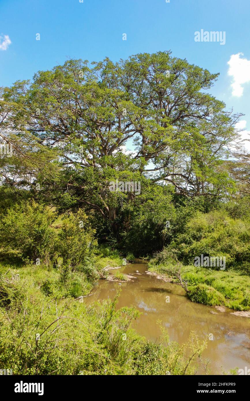 Panoramablick auf Akazienbäume, die am Athi River im Nairobi National Park, Kenia wachsen Stockfoto