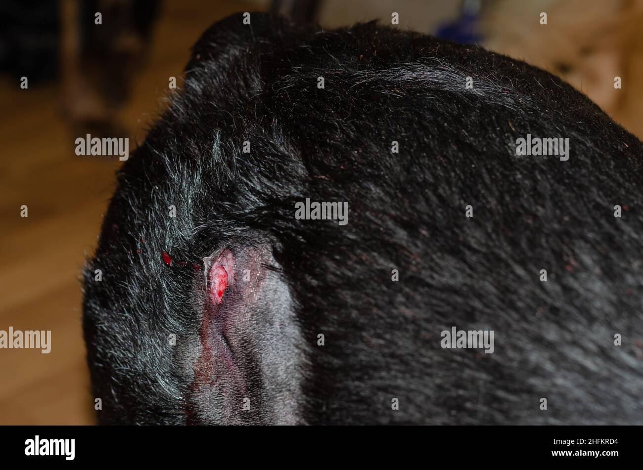 Der Rücken eines schwarzen Hundes mit Haaren, die um eine blutende Wunde geschnitten wurden. Oberflächlicher Abszess bei Tieren. Eine Rottweiler-Frau im Haus. Veterinärmedizin Stockfoto