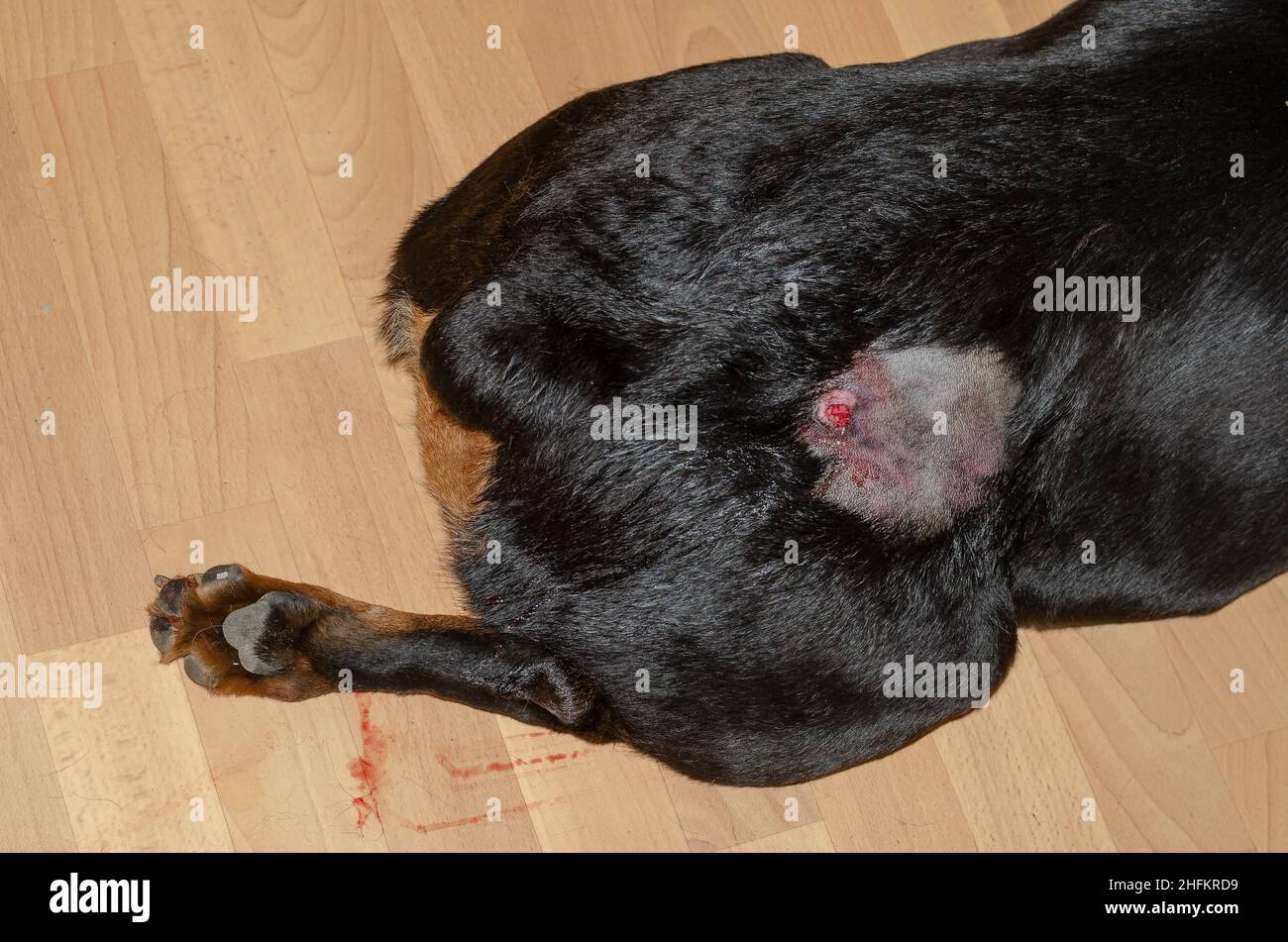 Ein schwarzer Hund liegt in einem Wohnzimmer mit einer blutenden Wunde. Das Haar des Tieres wird auf der rechten Seite des Oberschenkels abgeschnitten. Oberflächlicher Abszess in an Stockfoto