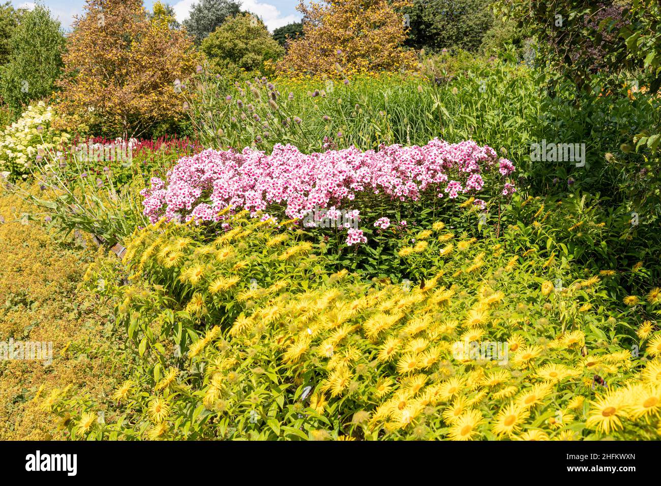 Eine Ausstellung gemischter Sommerblumen im Golden Acre Park, Leeds, West Yorkshire, Großbritannien Stockfoto
