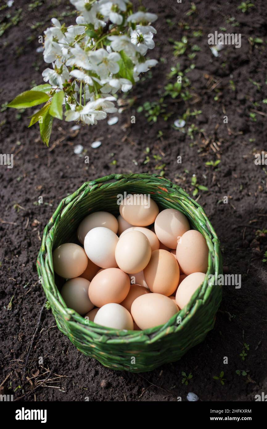 Viele weiße und beige Hühner frisch gepflückte Eier in einem grünen Weidenkorb unter einem blühenden Baum im Frühjahr. Bio-Lebensmittel auf dem Bauernhof. Vorbereitung für den Osten Stockfoto