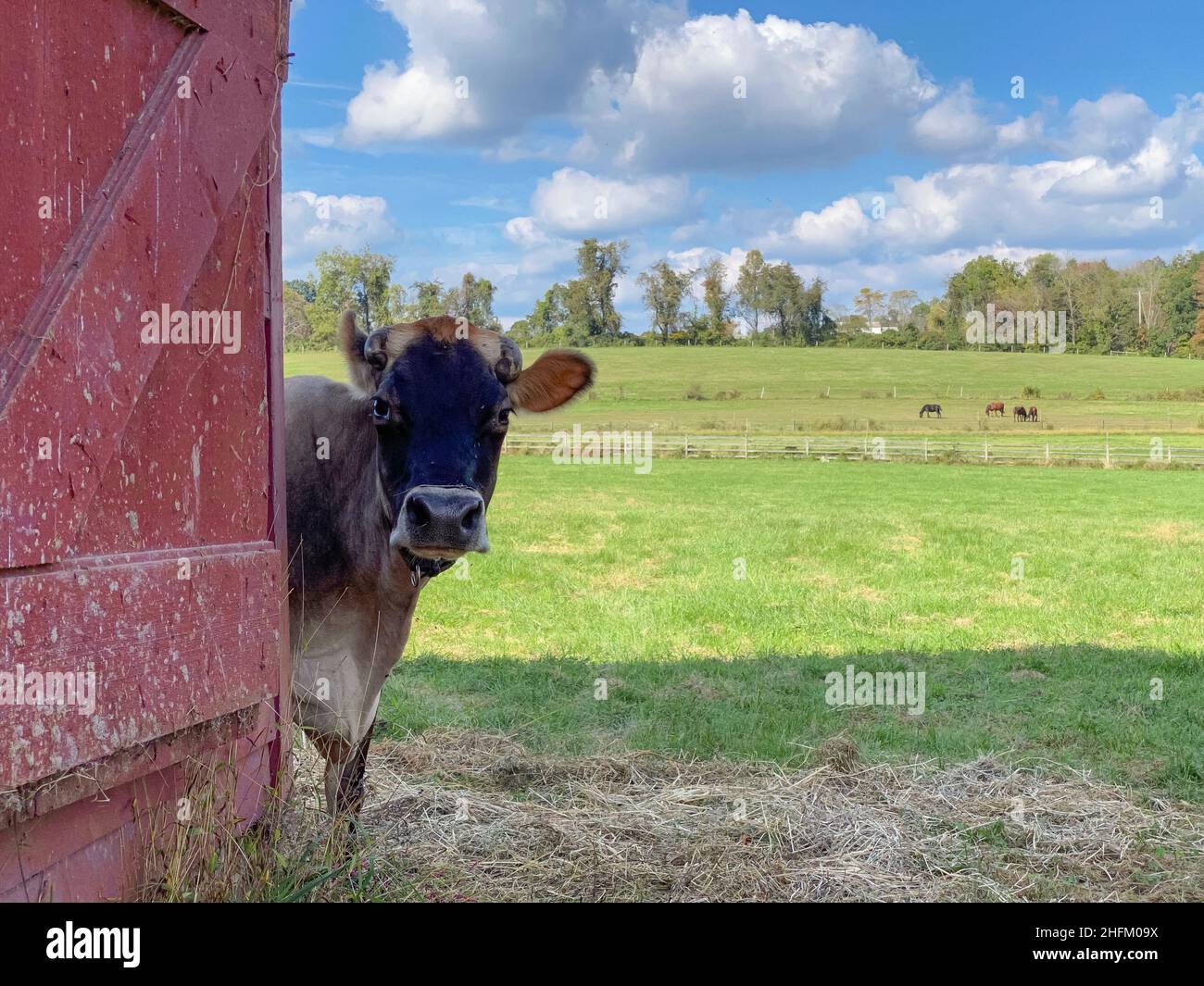 Single Jersey Cow Schaut Sich Um Barn Stockfoto