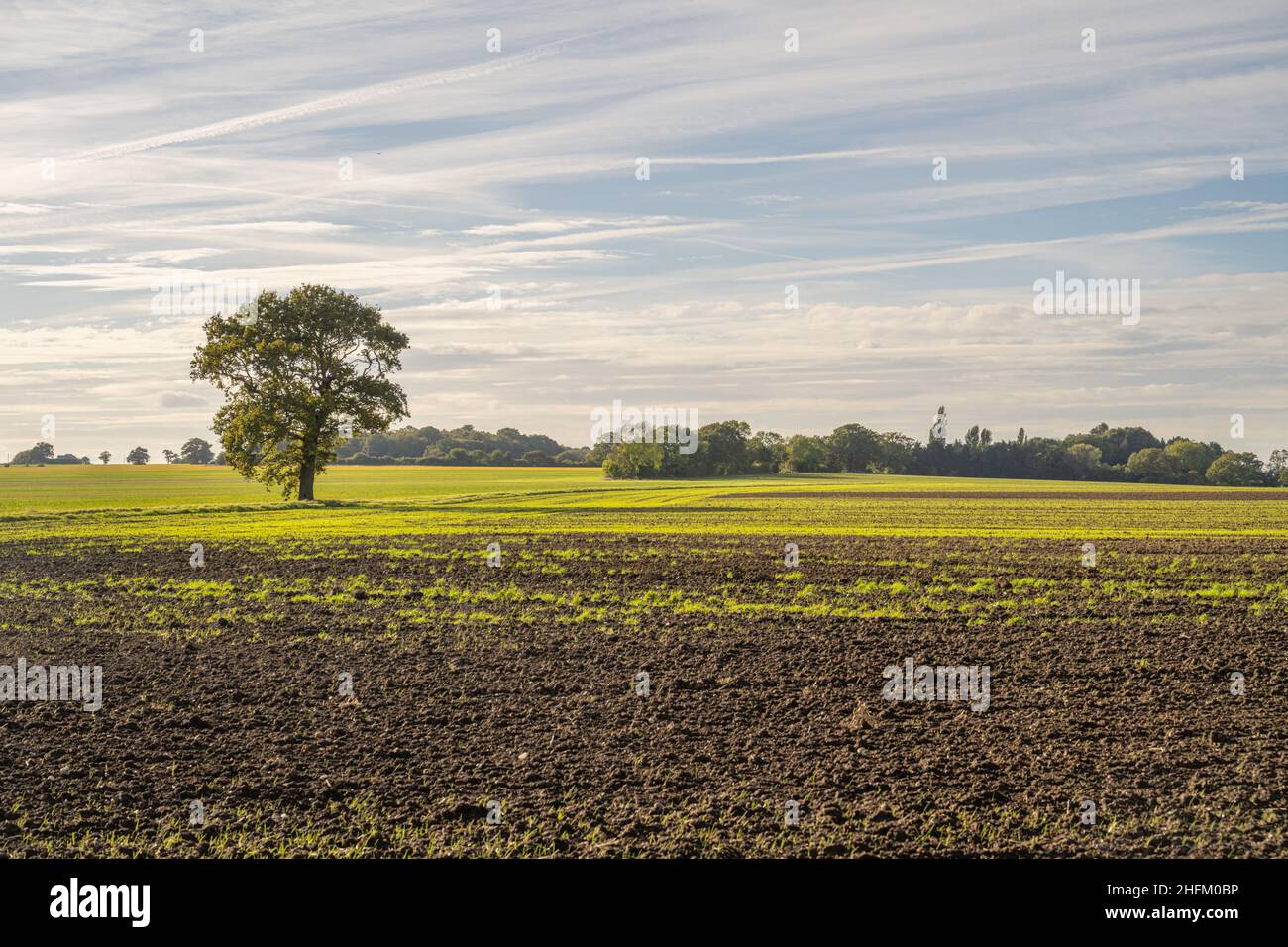 Landschaft und Felder in der Nähe von Ingatestone Essex Stockfoto