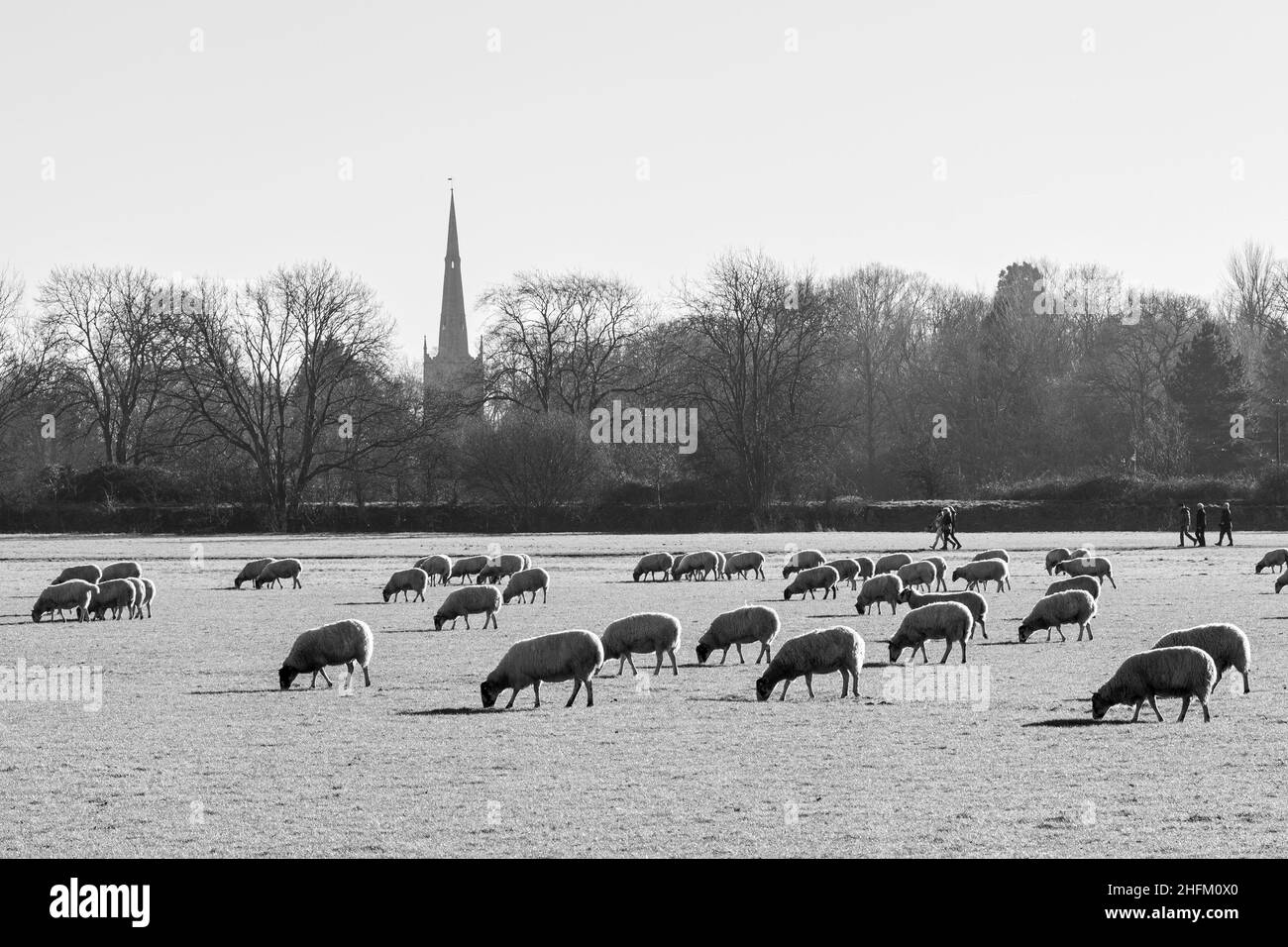 Schafe auf der Houghton-Wiese, Cambs Stockfoto