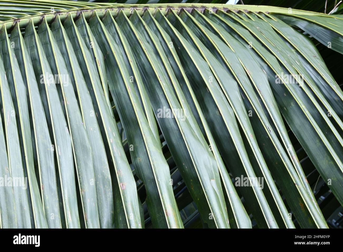 Grünes Kokosnussblatt in der Natur Stockfoto