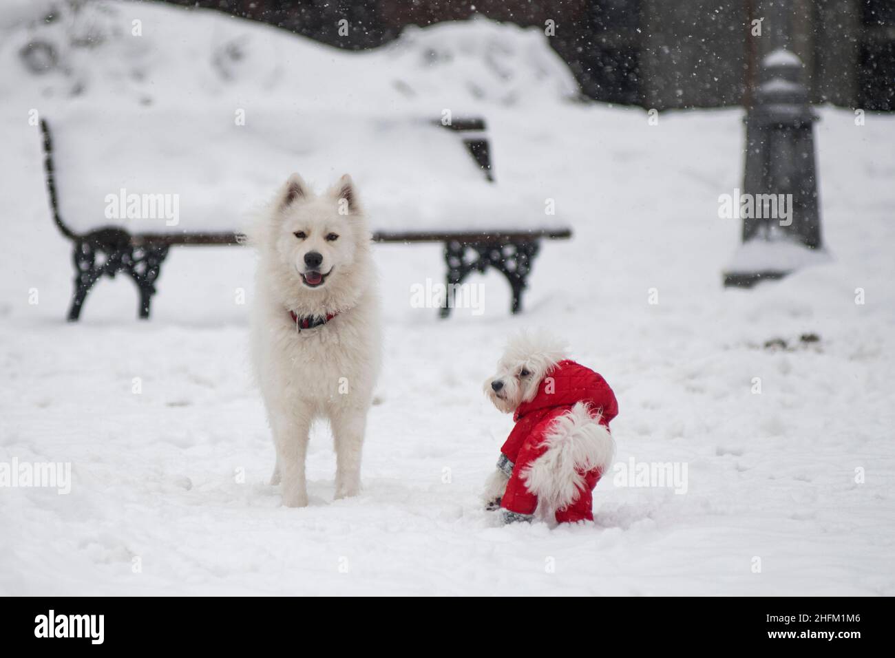 Winter in Serbien: Hunde spielen im Schnee. Sain Sava Park, Belgrad Stockfoto