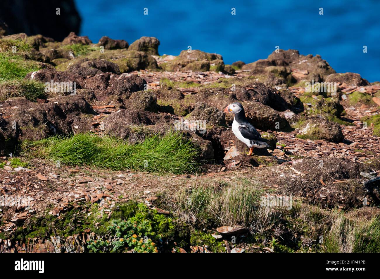 Puffin, Fratercula Arctica, bei Elliston auf der Bonavista-Halbinsel, Neufundland. Stockfoto