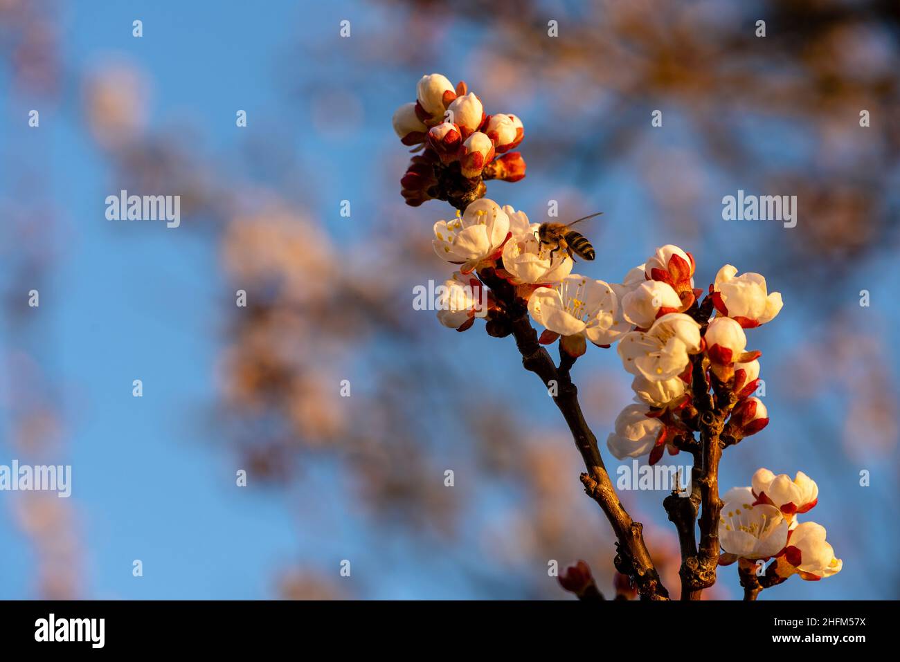 Biene von der Seite dahinter sitzt auf einer Kirschblüte und sammelt Nektar. Das Insekt hat Nektar an seinen Beinen, wird von der untergehenden Sonne beleuchtet. Das Weiß Stockfoto