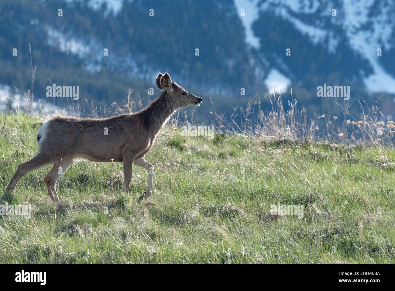 Mule Deer, Wallowa Valley, Oregon. Stockfoto