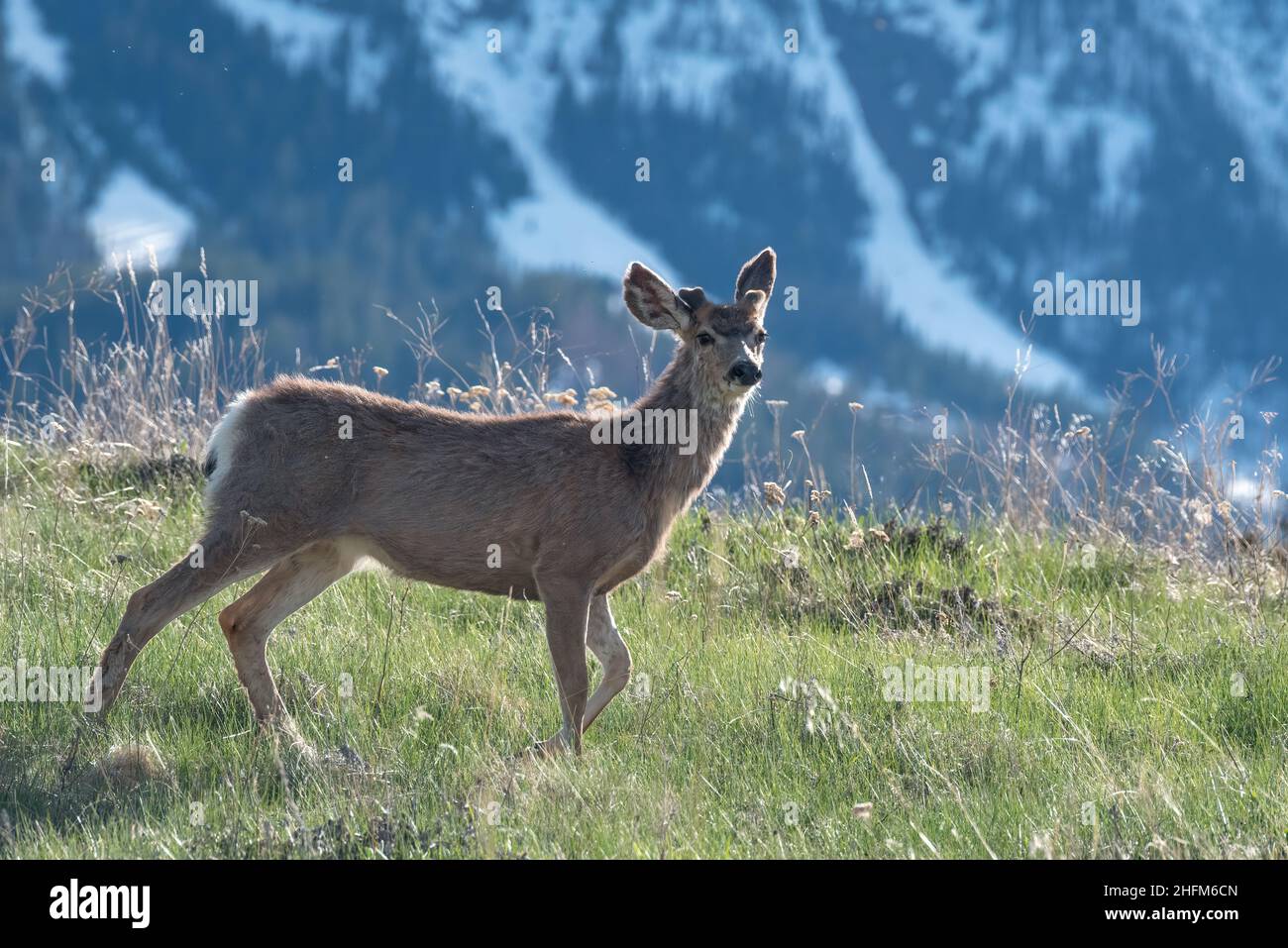 Mule Deer, Wallowa Valley, Oregon. Stockfoto