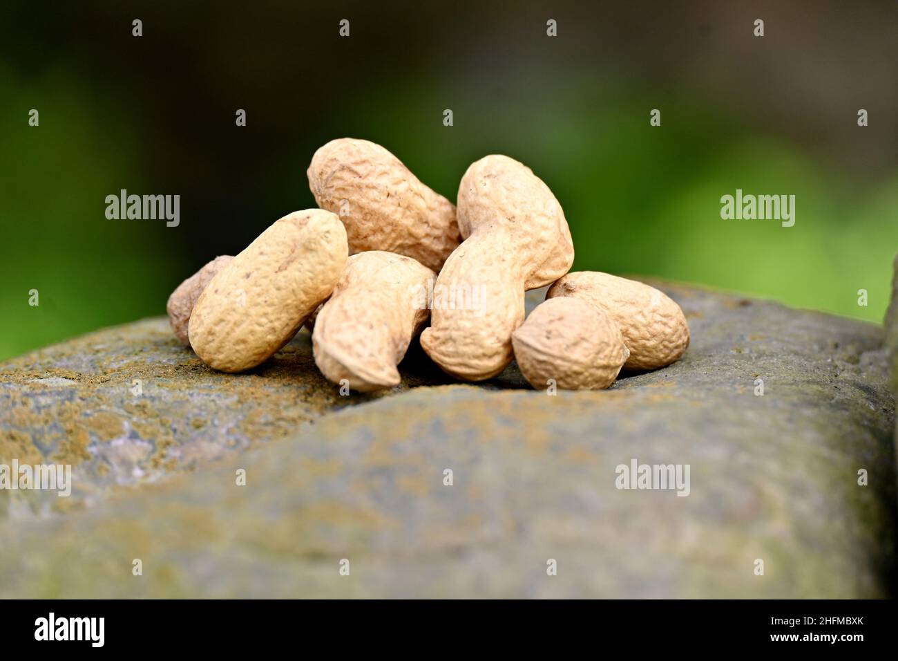 Nahaufnahme der Haufen braunen Erbsennussschoten auf dem Stein über unscharf grün braunen Hintergrund. Stockfoto