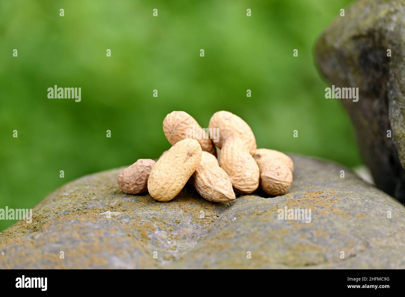 Nahaufnahme der Haufen braunen Erbsennussschoten auf dem Stein über unscharf grün braunen Hintergrund. Stockfoto