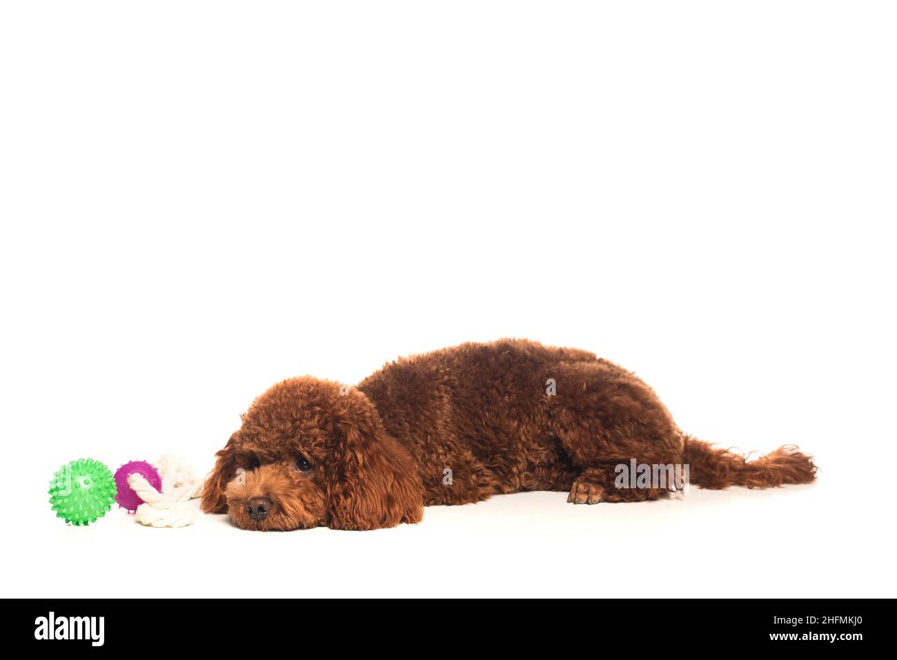 Pelzigen Braunen Hund Ausgeschnittene Stockfotos und -bilder - Seite 3 -  Alamy