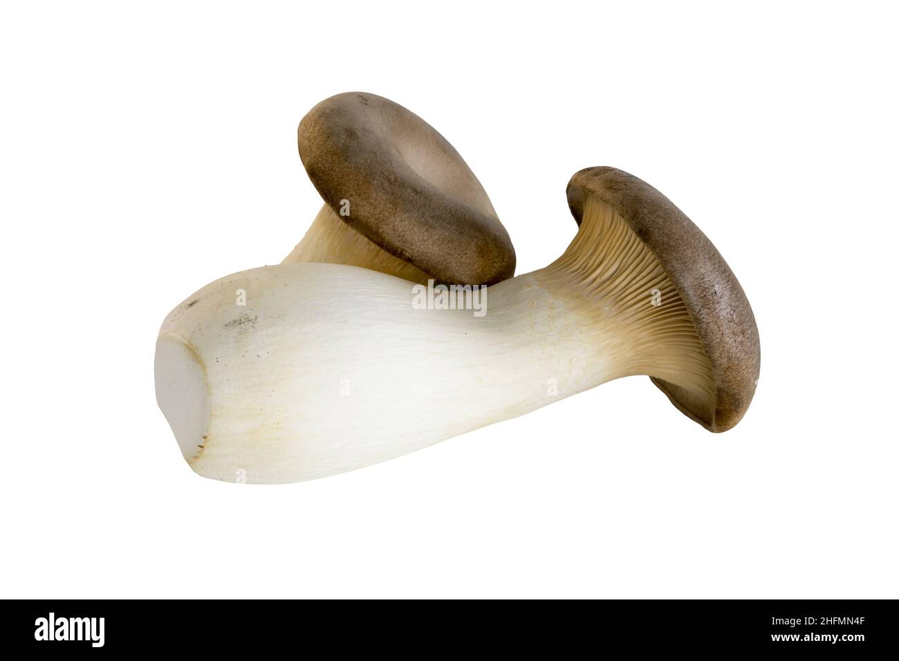 King Oyster Pilz isoliert auf weißem Hintergrund, Pleurotus eryngii, frisch und roh Stockfoto
