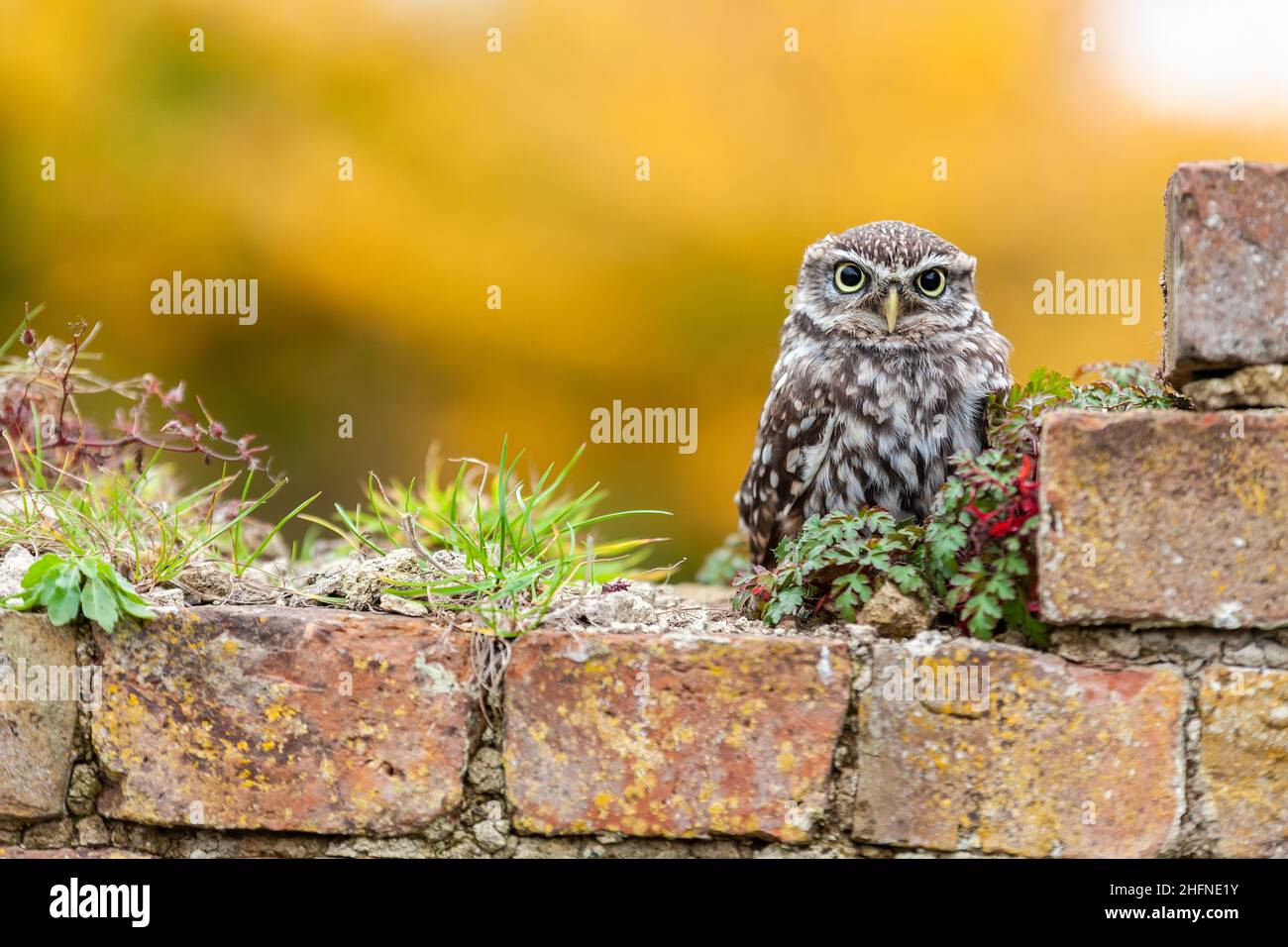 Eine kleine Eule, die allein an einer Wand sitzt Stockfoto