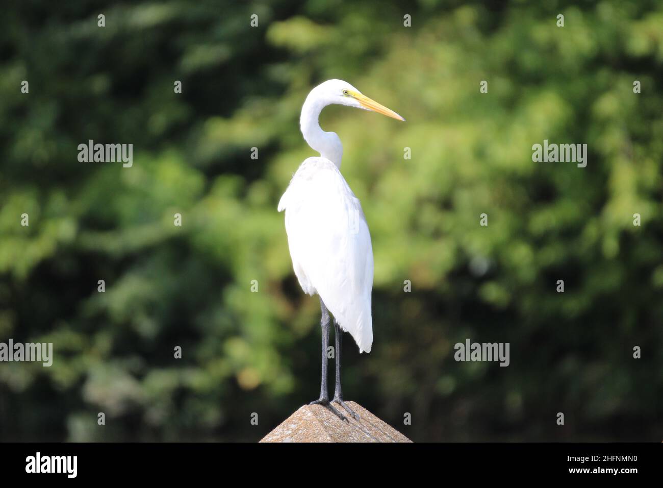 Great White Egret liegt am See und ist sehr schön Stockfoto