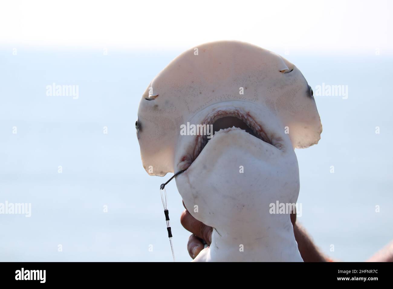 Haubenkopfhai auf dem Pier gefangen Stockfoto