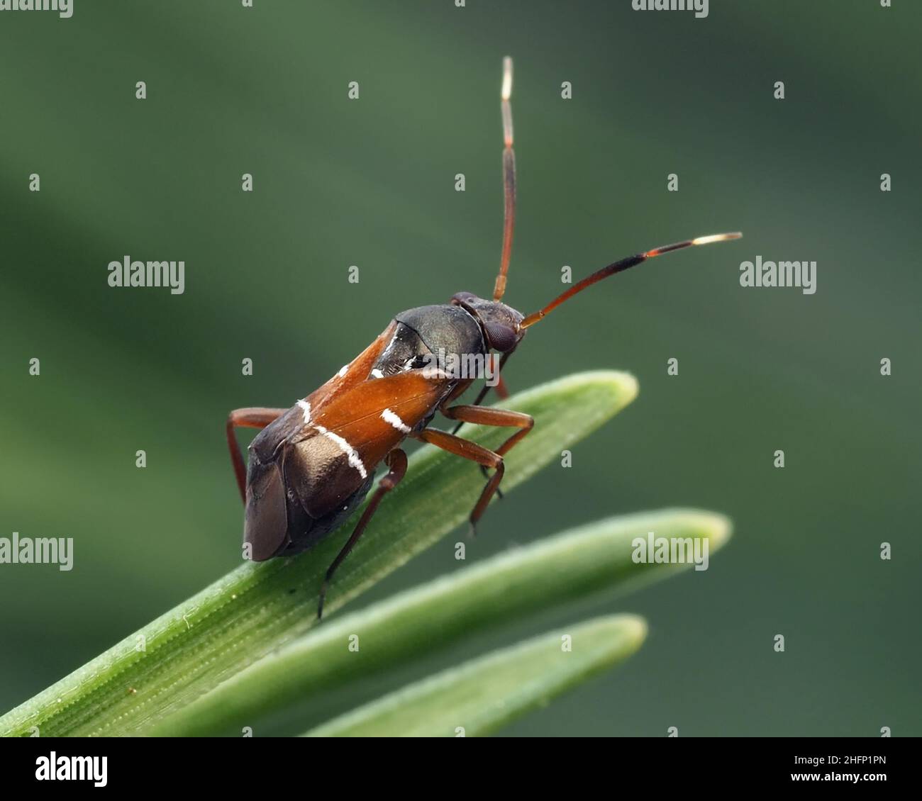 Pilophorus cinnamopterus Bug auf schottischen Kiefernnadeln. Tipperary, Irland Stockfoto