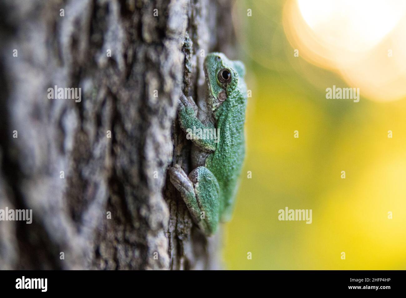 Tiere im Hinterhof in natürlichem Lebensraum Stockfoto