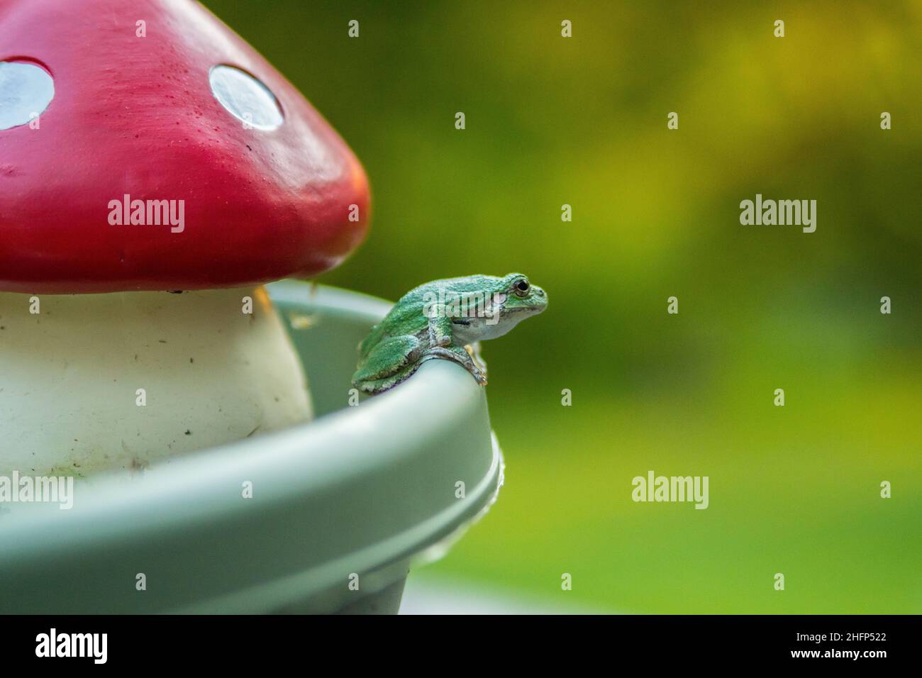 Tiere im Hinterhof in natürlichem Lebensraum Stockfoto