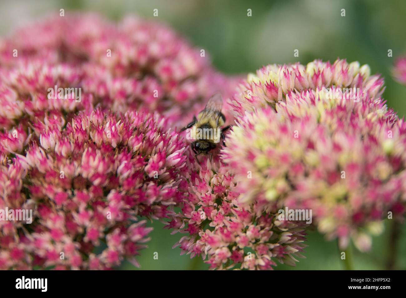 Tiere im Hinterhof in natürlichem Lebensraum Stockfoto