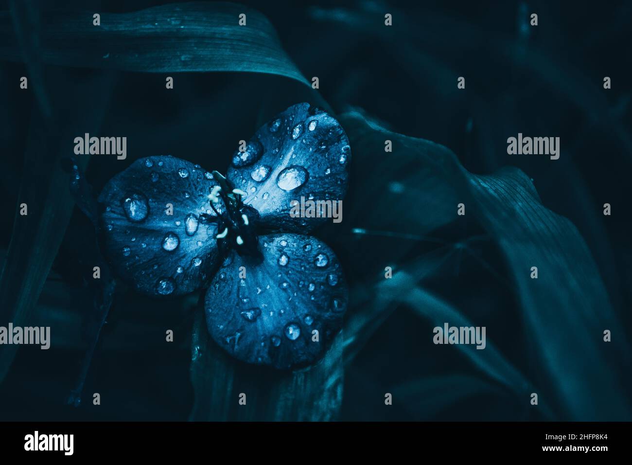 Fantasie-Blume Stockfoto