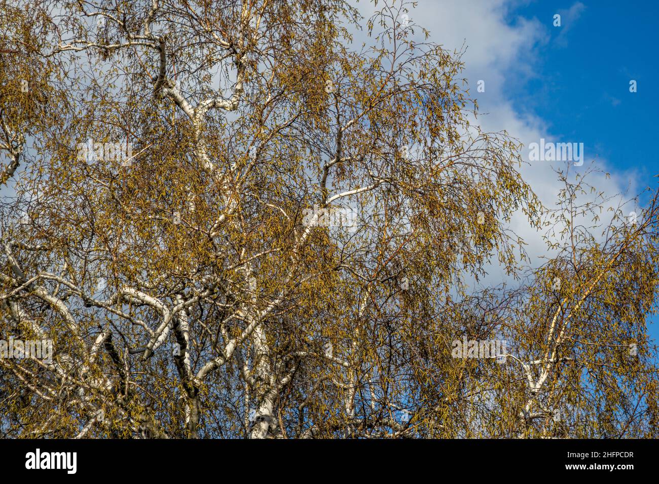 Baum mit Überresten von sterbenden Herbstblättern, die das Kommen der Wintersaison verheißen Stockfoto