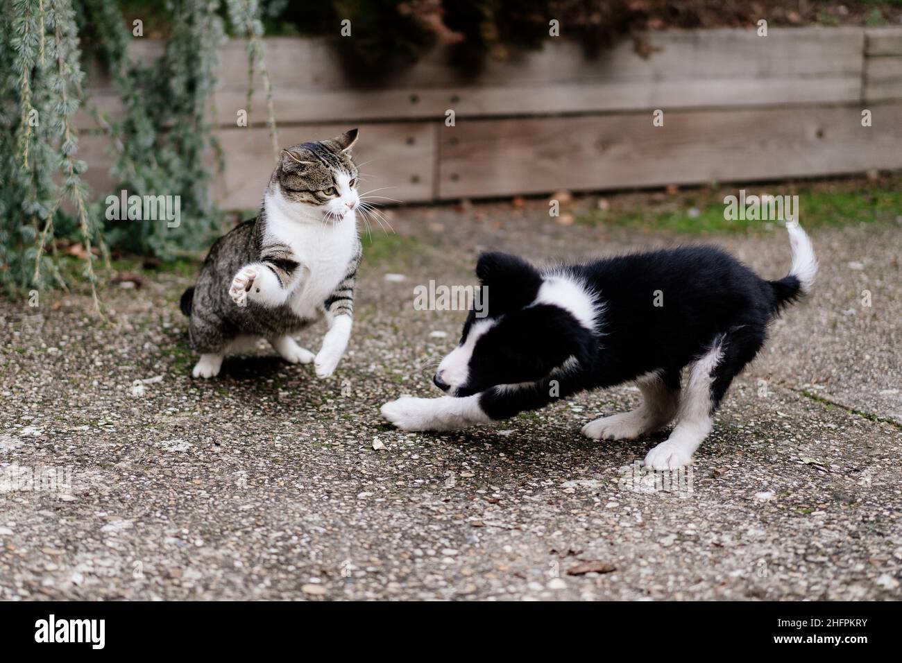 Erwachsene tabby Katze spielt Kampf mit Border Collie Welpen im Garten. Bewegungsunschärfe im Hund aufgrund der Bewegung Stockfoto