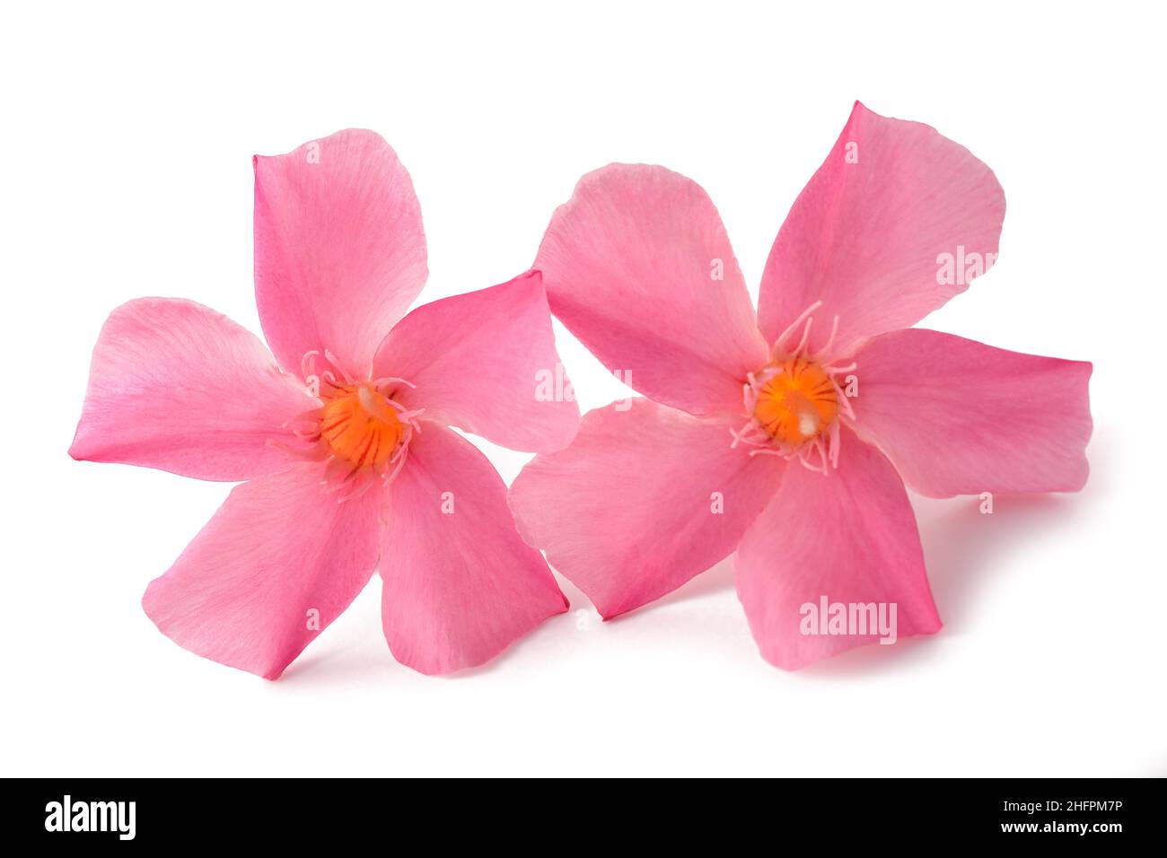 Oleander Blumen isoliert auf weißem Hintergrund Stockfoto