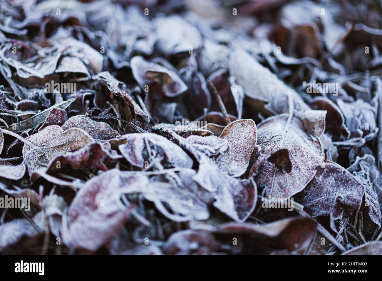 Trocken gefallene Blätter gefroren in einem kalten Wintermorgen. Selektiver Fokus Stockfoto