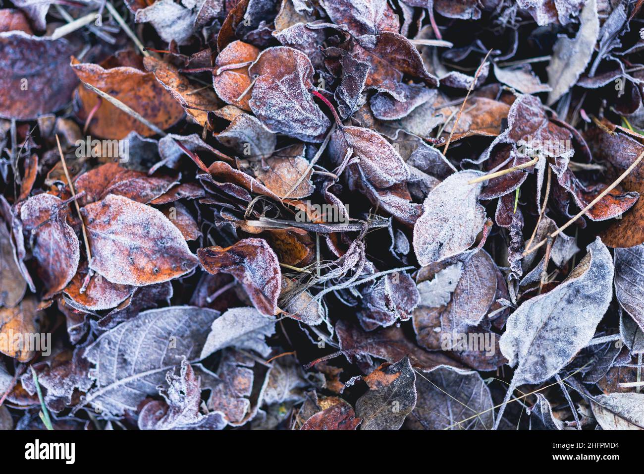 Trocken gefallene Blätter gefroren in einem kalten Wintermorgen. Draufsicht Stockfoto